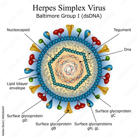 Ilustrácia vírusu herpes simplex