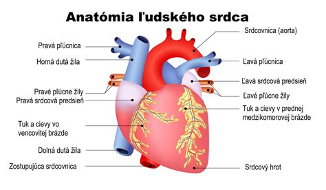 Ilustrácia ľudského srdca a cievneho systému