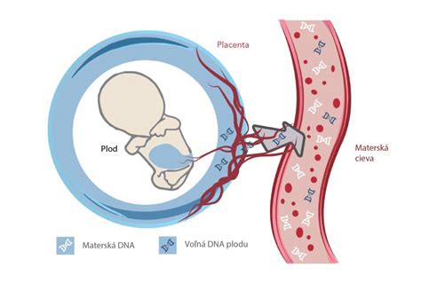 Ilustrácia ľudského choriového gonadotropínu (hCG)