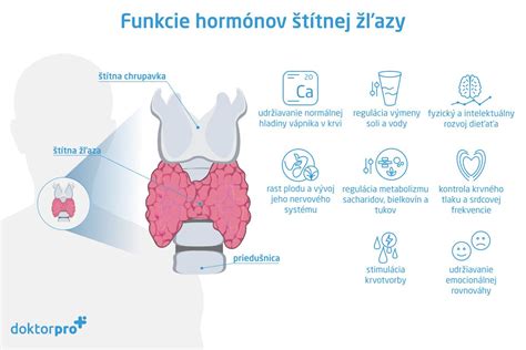 Schéma znázorňujúca vplyv hormónov štítnej žľazy na telo
