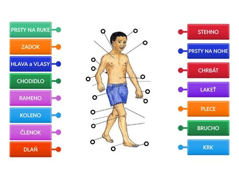 Ilustrácia ľudského tela zobrazujúca signály hladu