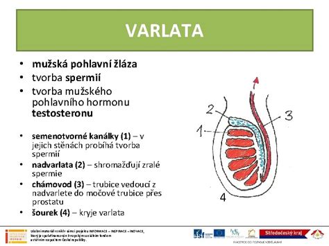 Mužská plodnosť a tvorba spermií