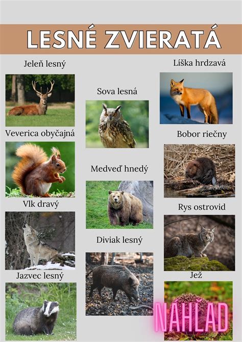 Rôzne typy jaslí pre zvieratá
