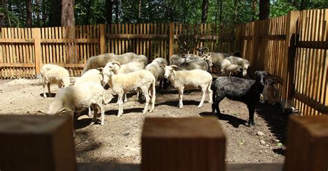 Farmiar kŕmi ovce zo senových jaslí