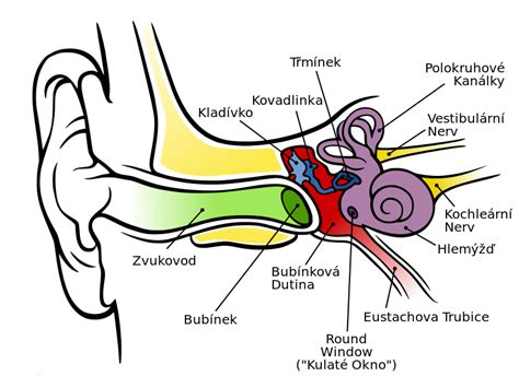 Diagram zobrazujúci vnútorné ucho a jeho funkciu pri udržiavaní rovnováhy