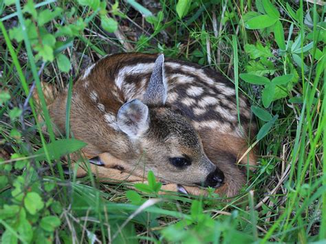 obrázok srny s mláďatami