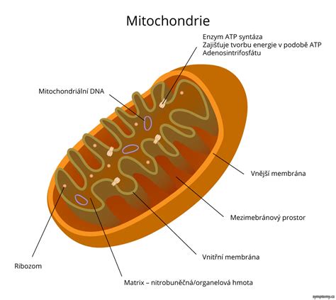 Schéma mitochondrií v bunkách