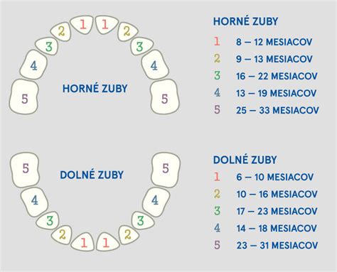 graf rastu zubov u detí