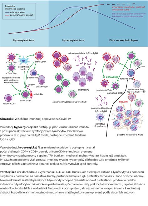 Ilustrácia fungovania imunitného systému