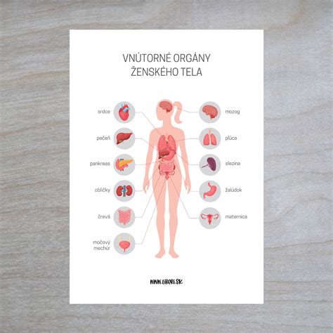 Diagram ľudského tela s vyznačenými orgánmi
